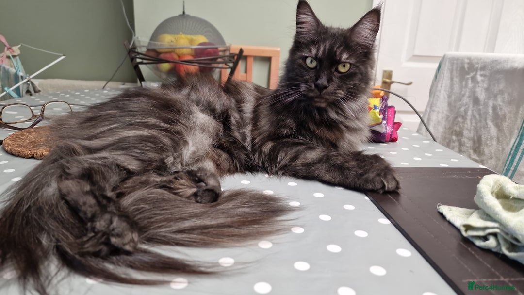 Maine Coon cats for sale: MAINE COONE KITTENS WITH WORLD CHAMPION BLOODLINE - Image 16