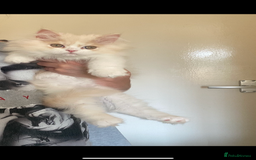 British Longhair cats for sale:  😻 BEAUTIFUL BLH 😻 2 boys READY TO LEAVE  in Milton Keynes - Image 6