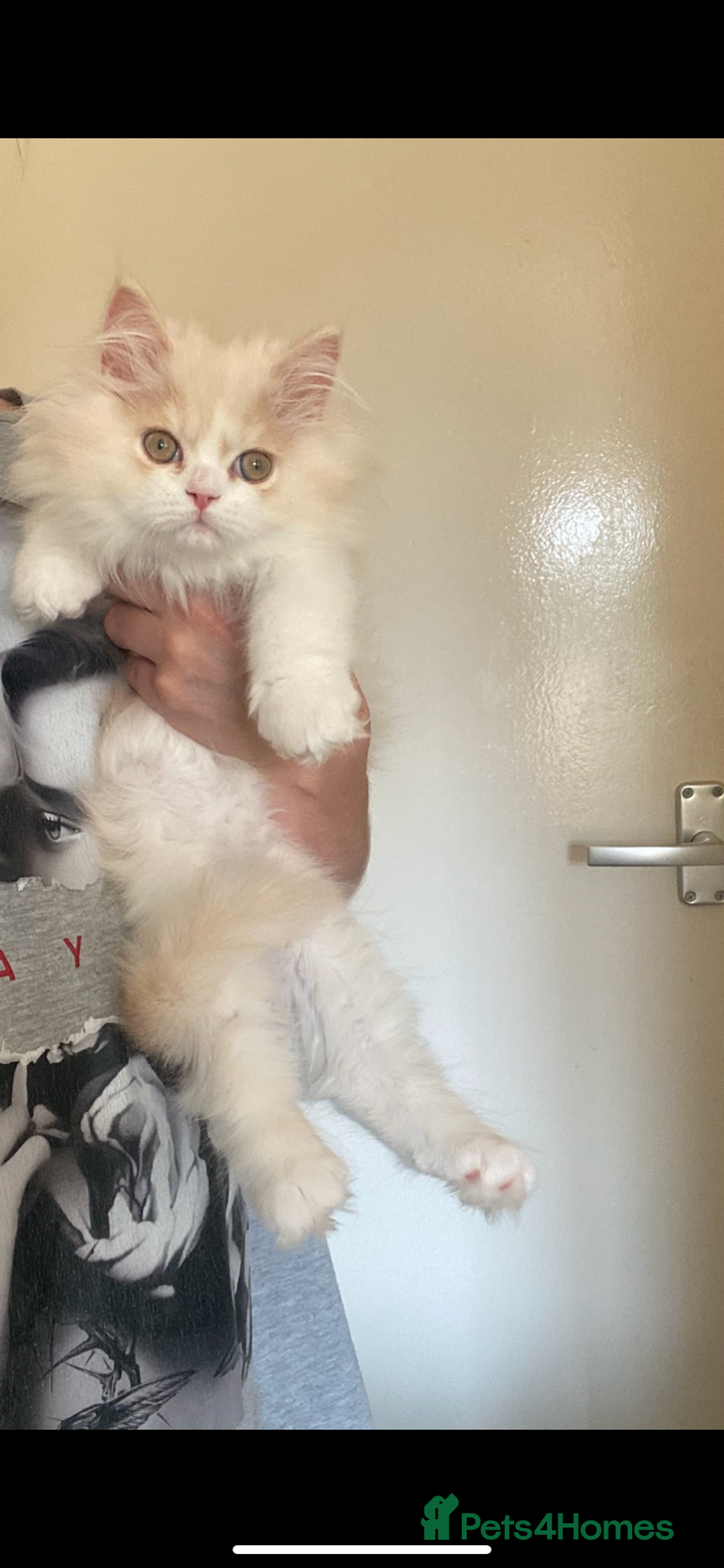 British Longhair cats for sale:  😻 BEAUTIFUL BLH 😻 2 boys READY TO LEAVE  in Milton Keynes - Image 6