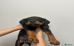 Rottweiler dogs for sale: Rottweiler puppies  - Image 11