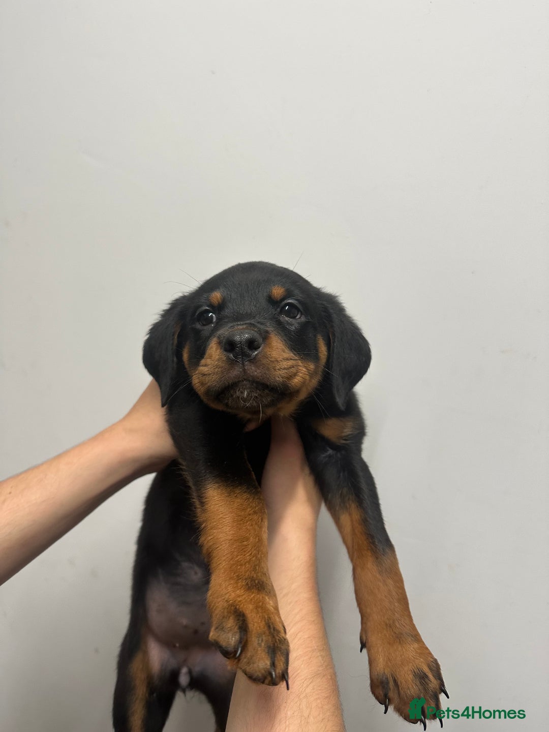 Rottweiler dogs for sale: Rottweiler puppies  - Image 11
