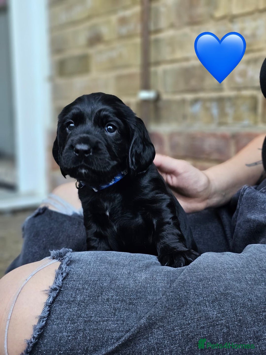 Cocker Spaniel dogs for sale: Cocker Spaniels For Sale - Image 4