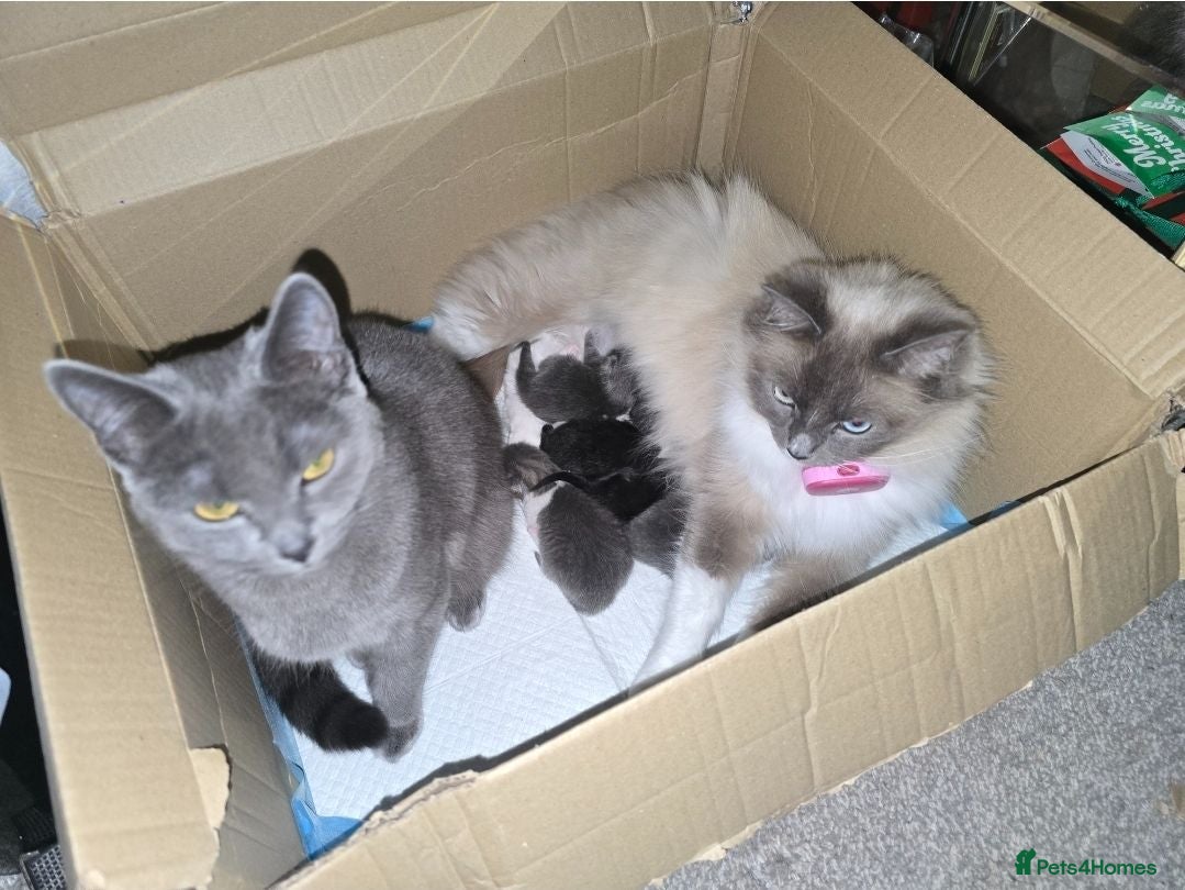 Ragdoll cats Cross ragdols - Advert 3