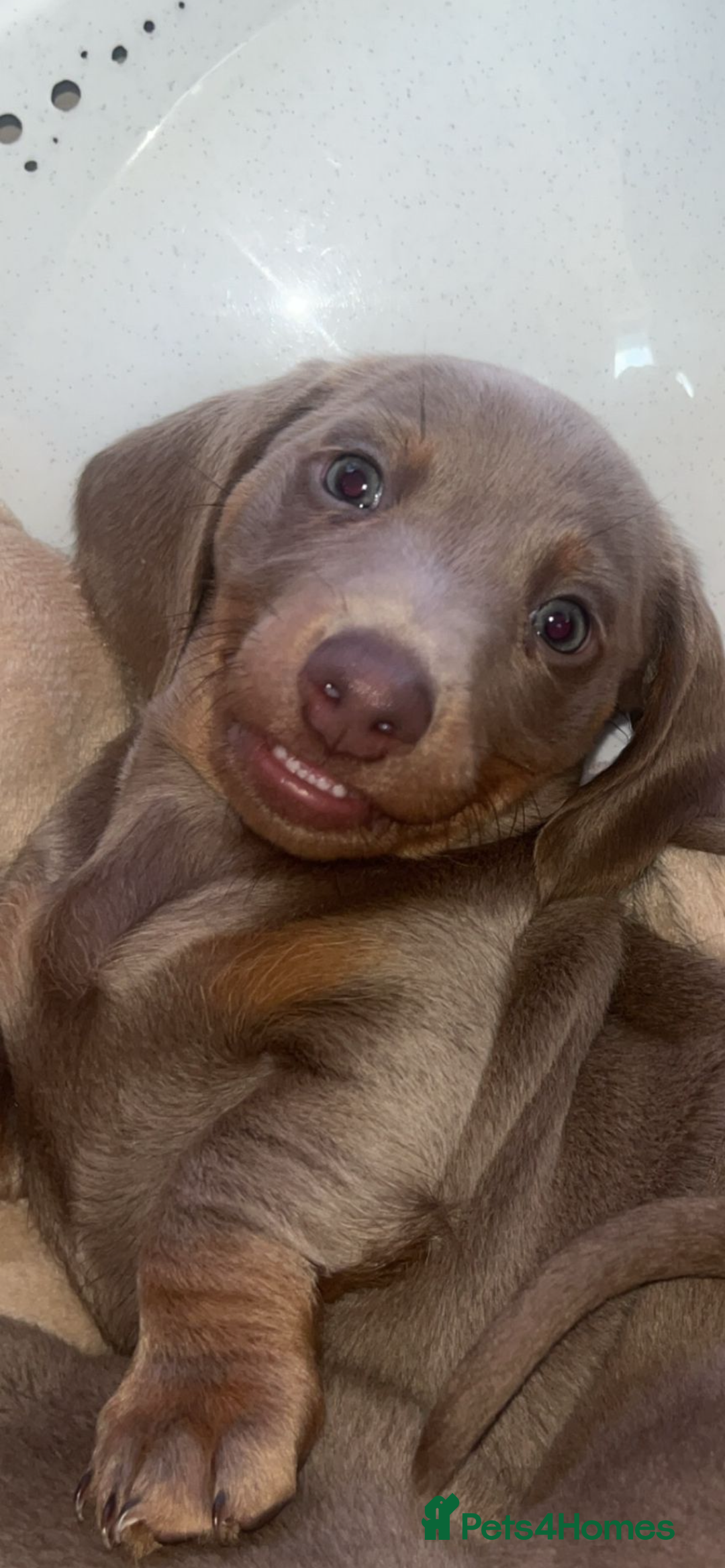 Miniature Dachshund dogs for sale: Miniature dachshund puppies  - Image 16