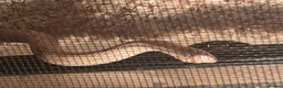 Python Snake reptiles for sale: Albino hognose and full 3 ft viv set up  in Colchester - Advert 2