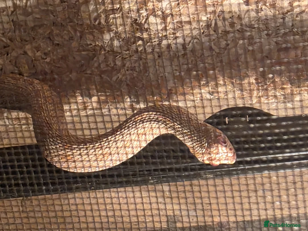Python Snake reptiles for sale: Albino hognose and full 3 ft viv set up  in Colchester - Advert 2