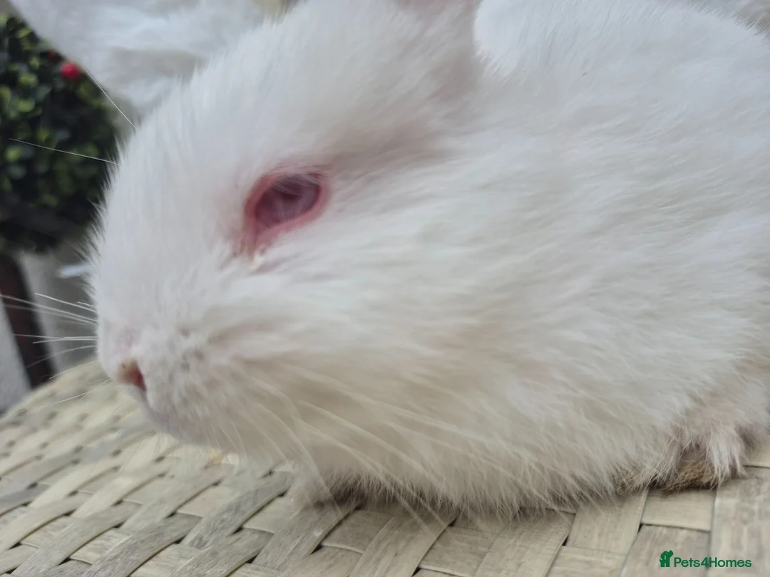 Netherland Dwarf rabbits for sale: Beautifull  netherland   dwarf lop babys - Advert 3
