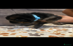 German Shepherd dogs for sale: Kc-registered German shepards puppies for sale - Image 8