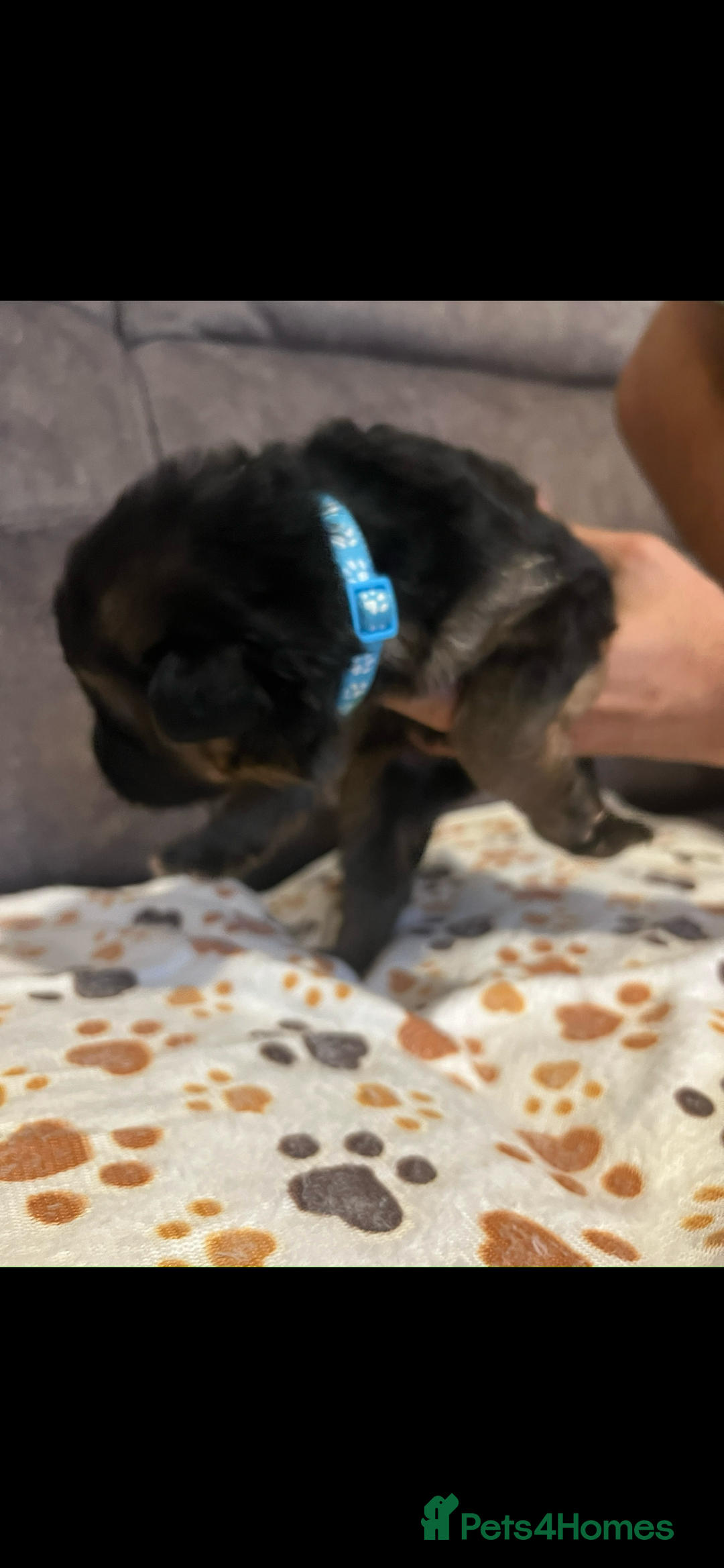 German Shepherd dogs for sale: Kc-registered German shepards puppies for sale - Image 8