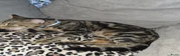 Bengal cats for sale: Beautiful baby bengals in Burnley - Advert 14