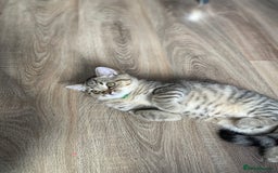 Scottish Fold cats for sale: Scotish Fold for Sale! Summer Holiday baby's! - Image 6