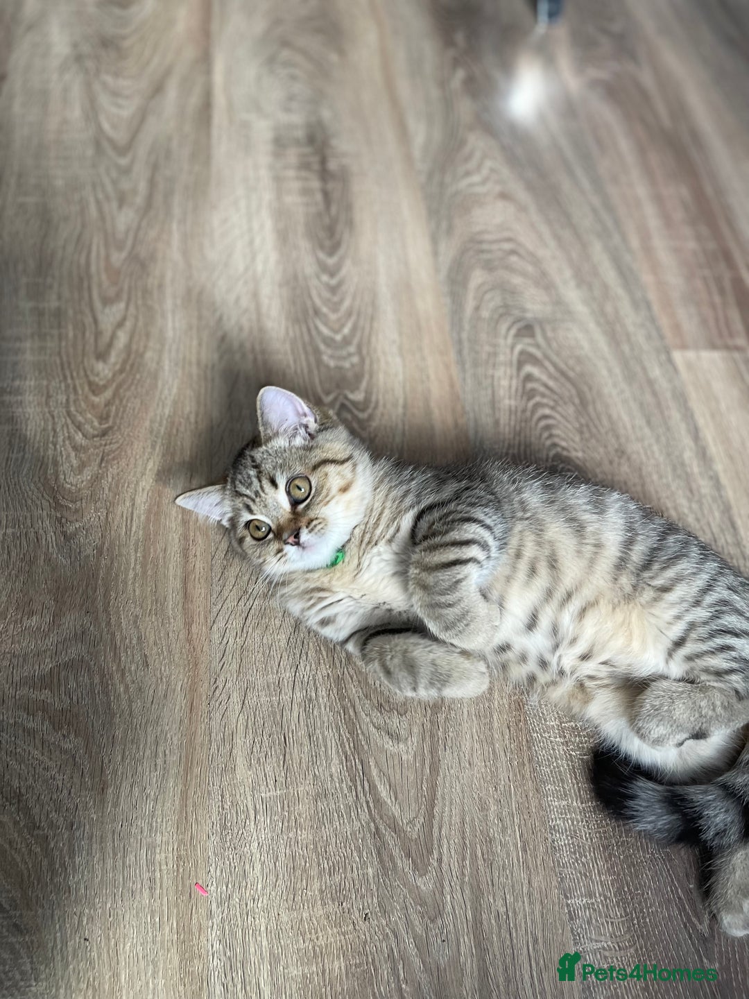 Scottish Fold cats for sale: Scotish Fold for Sale! Summer Holiday baby's! - Image 6
