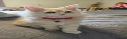 Mixed Breed cats for sale: 5 Maine Coon Mixed-Breed – 2 Boys & 3 Girls - Advert 8