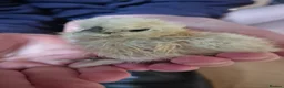 Chickens poultry for sale: Silkie bantams, 3 white 2 partridge - Advert 5