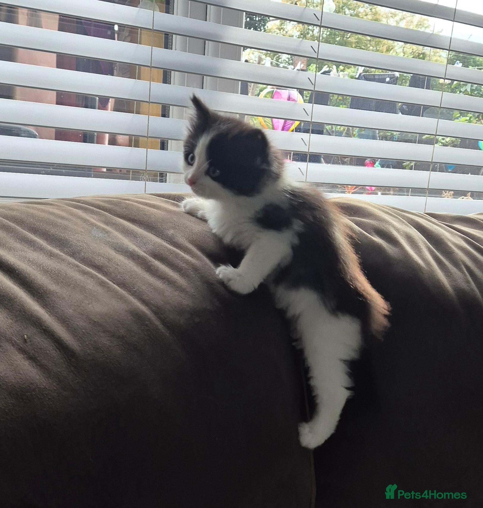 Mixed Breed cats Beautiful Kittens - Advert 13