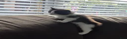 Mixed Breed cats for sale: Beautiful Kittens - Advert 11