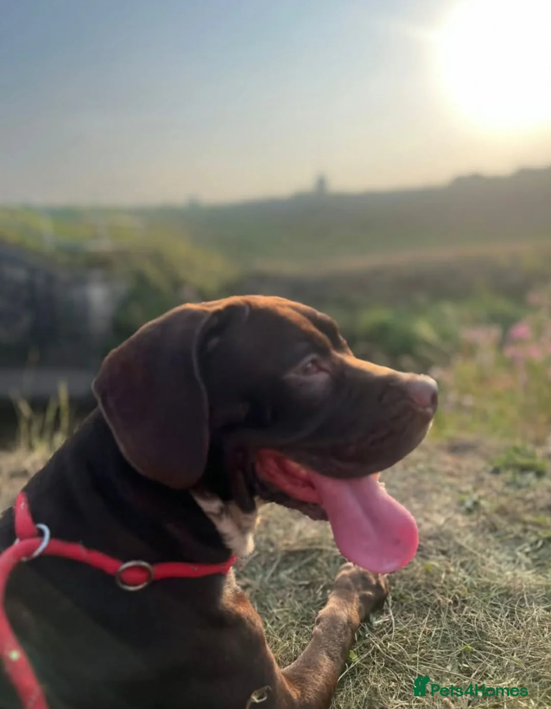 Mixed Breed dogs for sale: Beautiful 10month old girl  - Advert 6