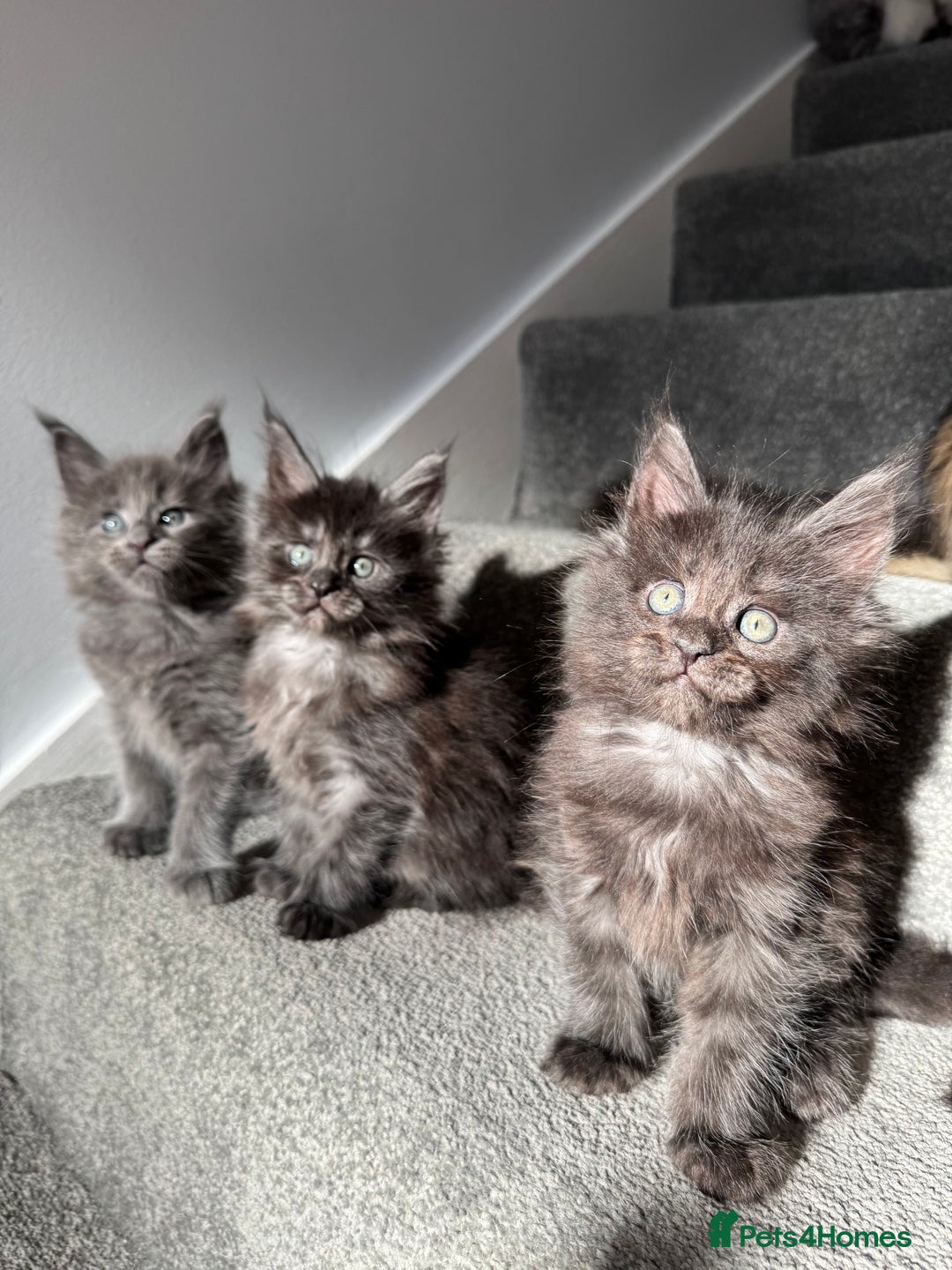 Maine Coon cats for sale: Pedigree Maine Coon Kittens – Blues & Smokes - Advert 8