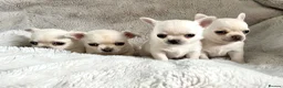 Chihuahua dogs for sale: SMOOTH KC REG chihuahua pups cream champion lines - Advert 3