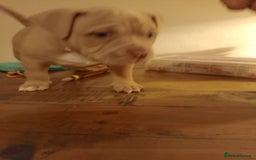 American Bully dogs for sale: American pocket bully  - Image 6