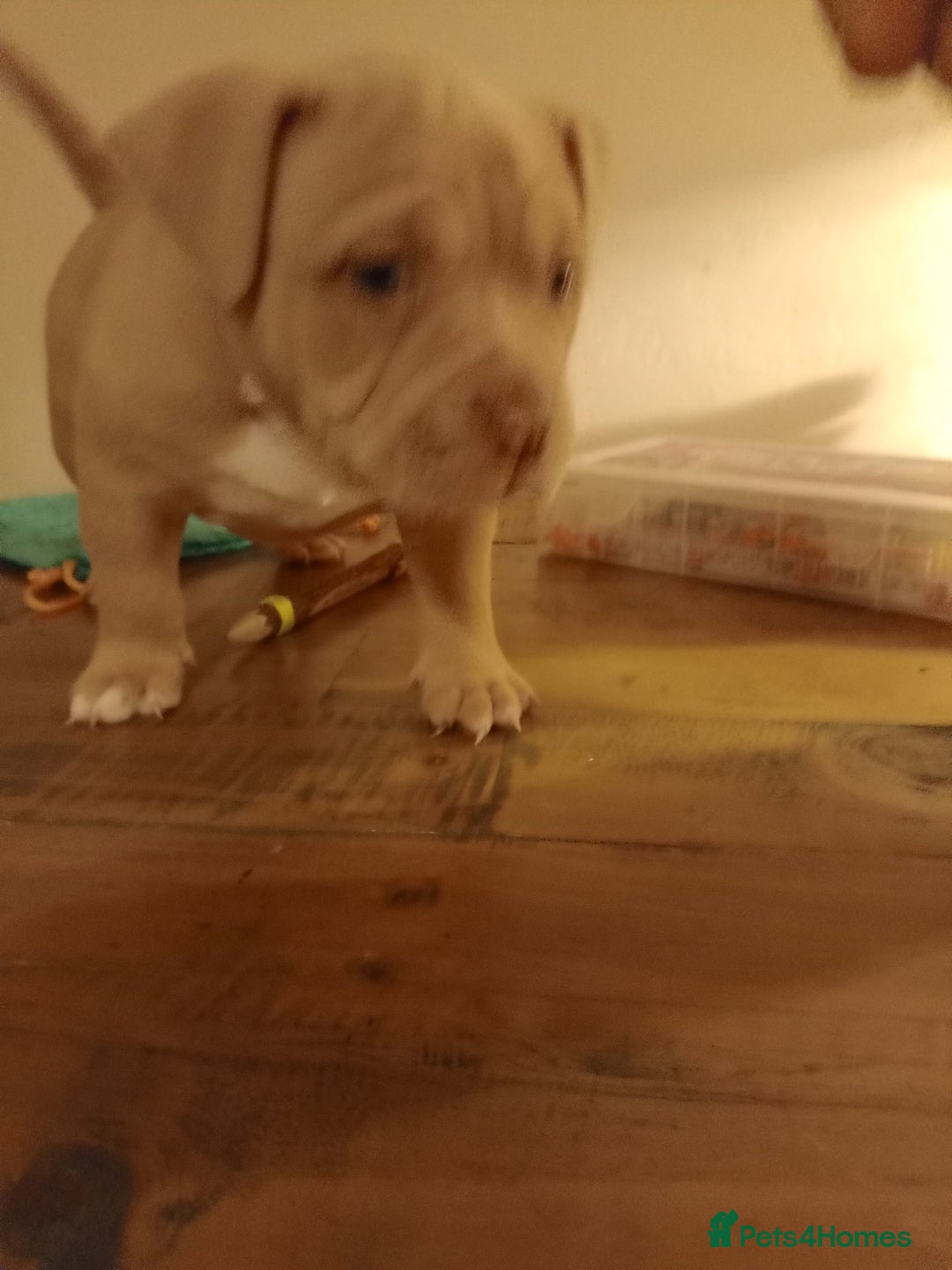 American Bully dogs for sale: American pocket bully  - Image 6