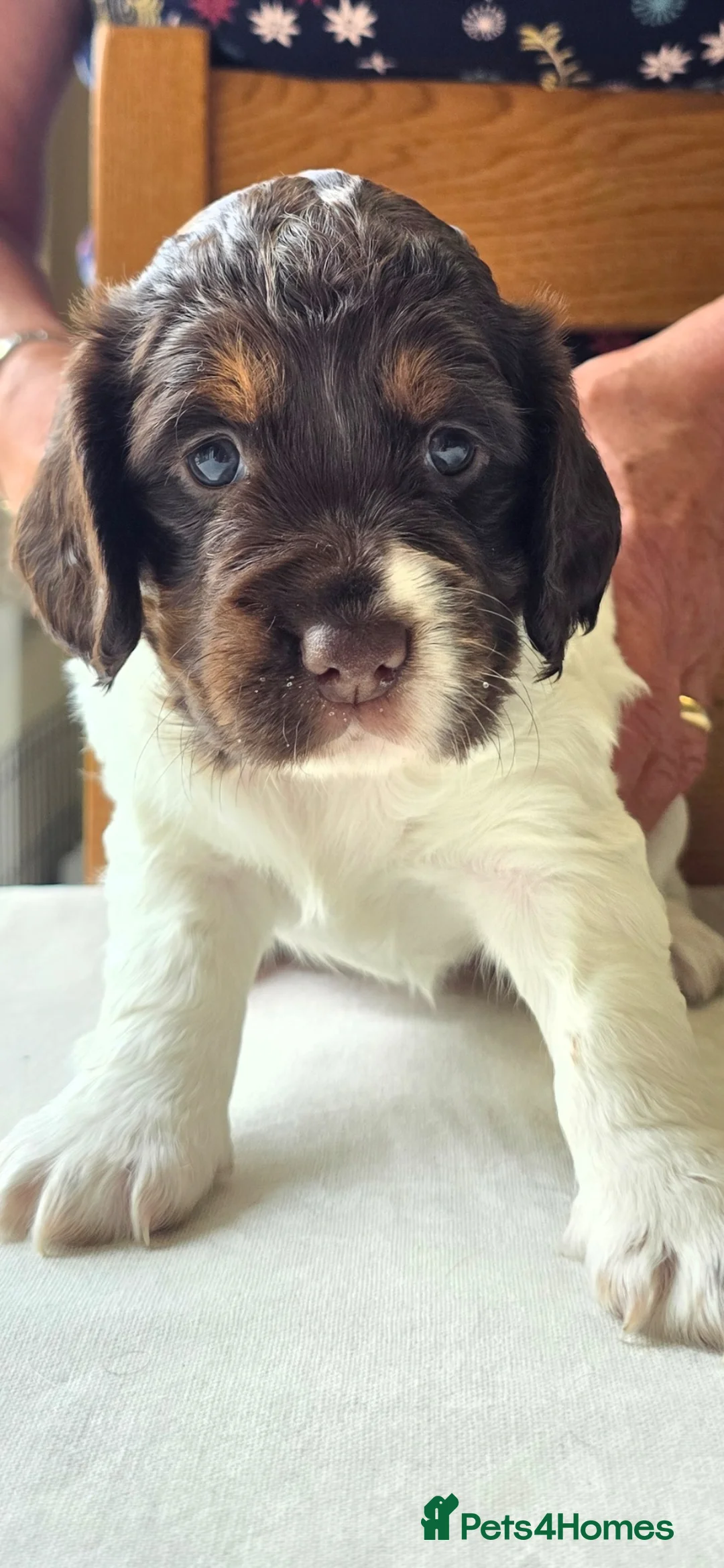 Cocker Spaniel dogs for sale: Working Cocker Spaniel Puppies - Advert 24