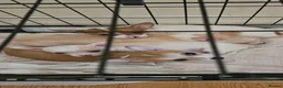 Chihuahua dogs for sale:  chihuahua - Advert 4
