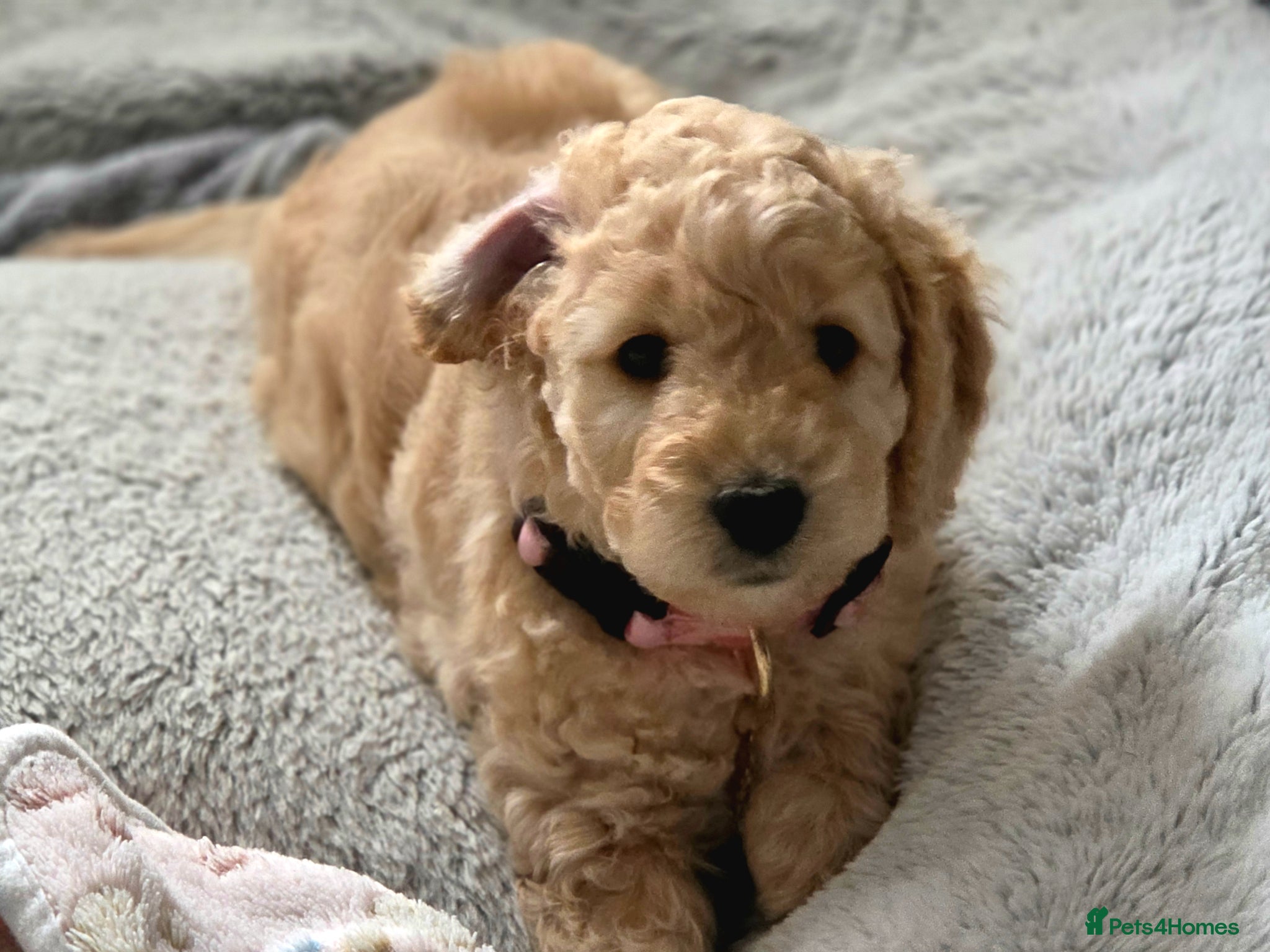Cockapoo dogs 4 x F2 cockapoos***** only 1 female left.***** - Advert 1