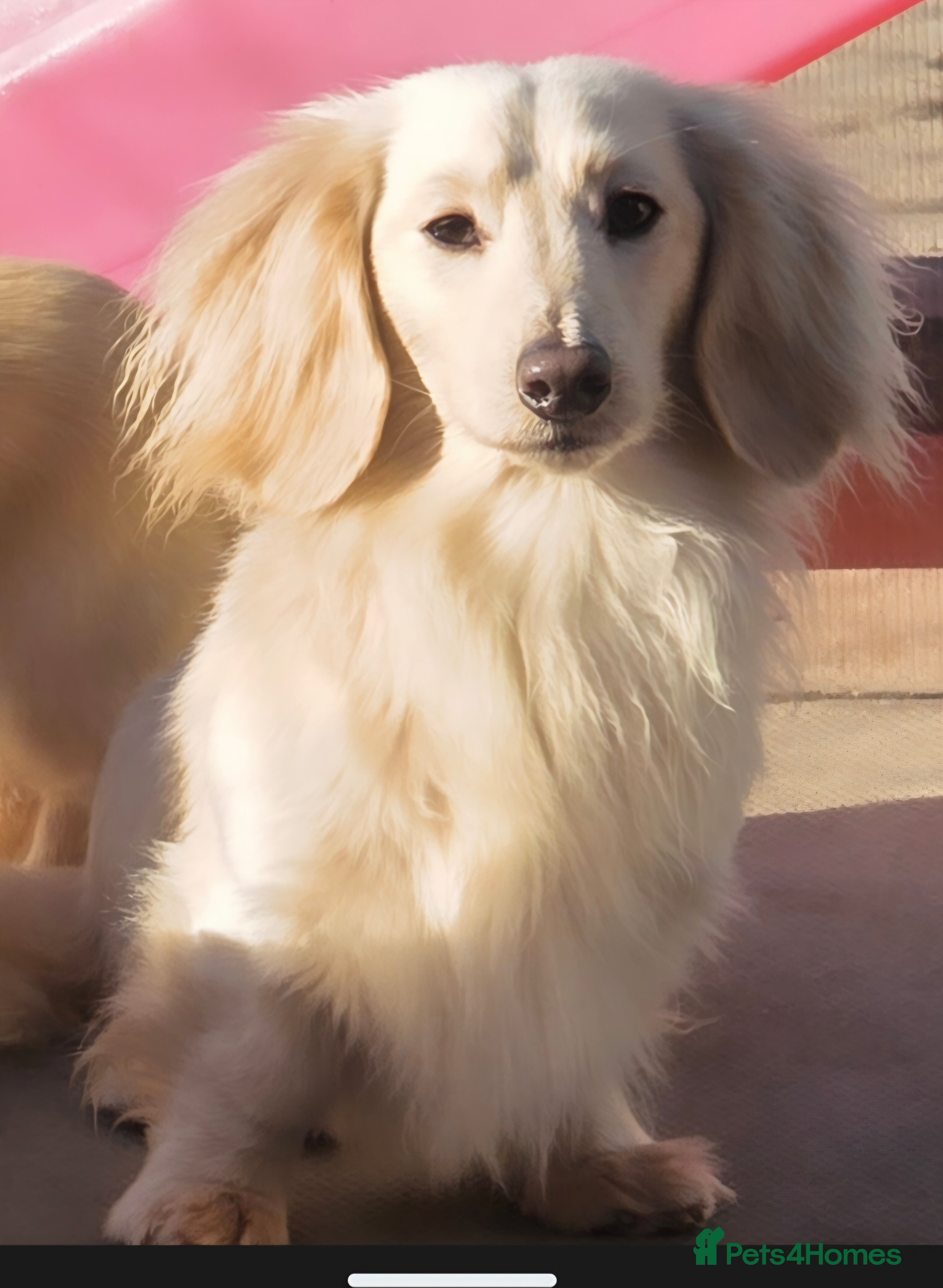 Miniature Dachshund dogs ⭐️KC ONE OF A KIND ee/ii CREAM MINI DACHSHUND⭐️ - Advert 21