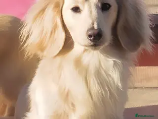 Miniature Dachshund dogs ⭐️KC ONE OF A KIND ee/ii CREAM MINI DACHSHUND⭐️ - Advert 21