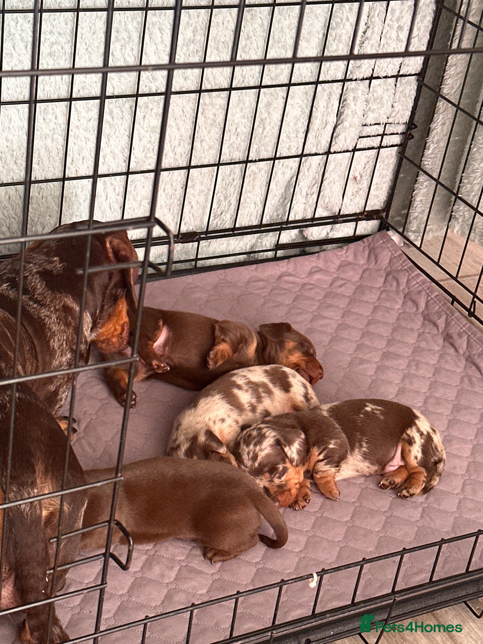 Miniature Dachshund dogs Miniature Dachshund KC Reg Puppies - Advert 2