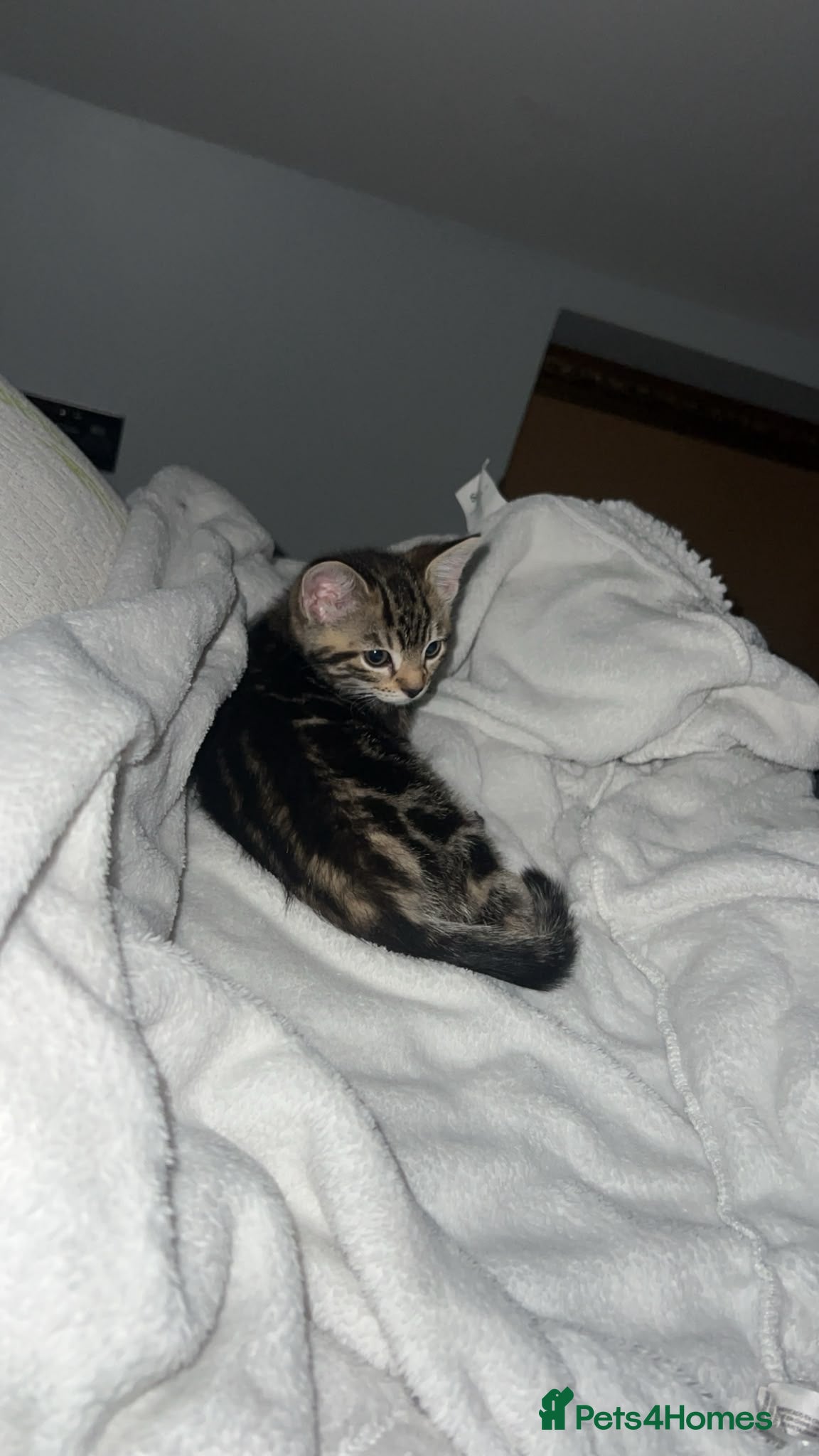 Mixed Breed cats Brown Tabby Kitten | 🫶🏽 - Advert 9