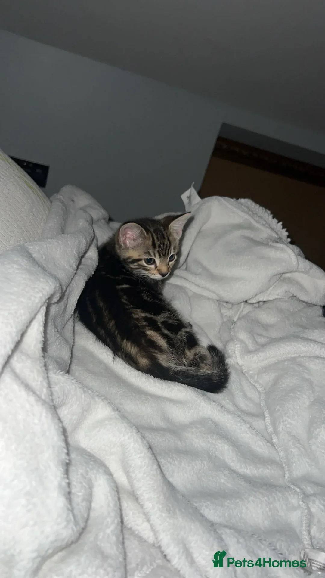 Mixed Breed cats for sale: Brown Tabby Kitten | 🫶🏽 - Advert 1