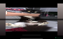 Mixed Breed cats for sale: Mainecoone x abysinian  - Image 1