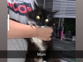 Mixed Breed cats for sale - Advert 1