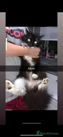 Mixed Breed cats - Advert 11