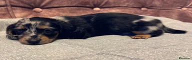 Dachshund 1