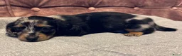 Dachshund dogs for sale: Miniature longhair dachshunds for sale - Advert 8