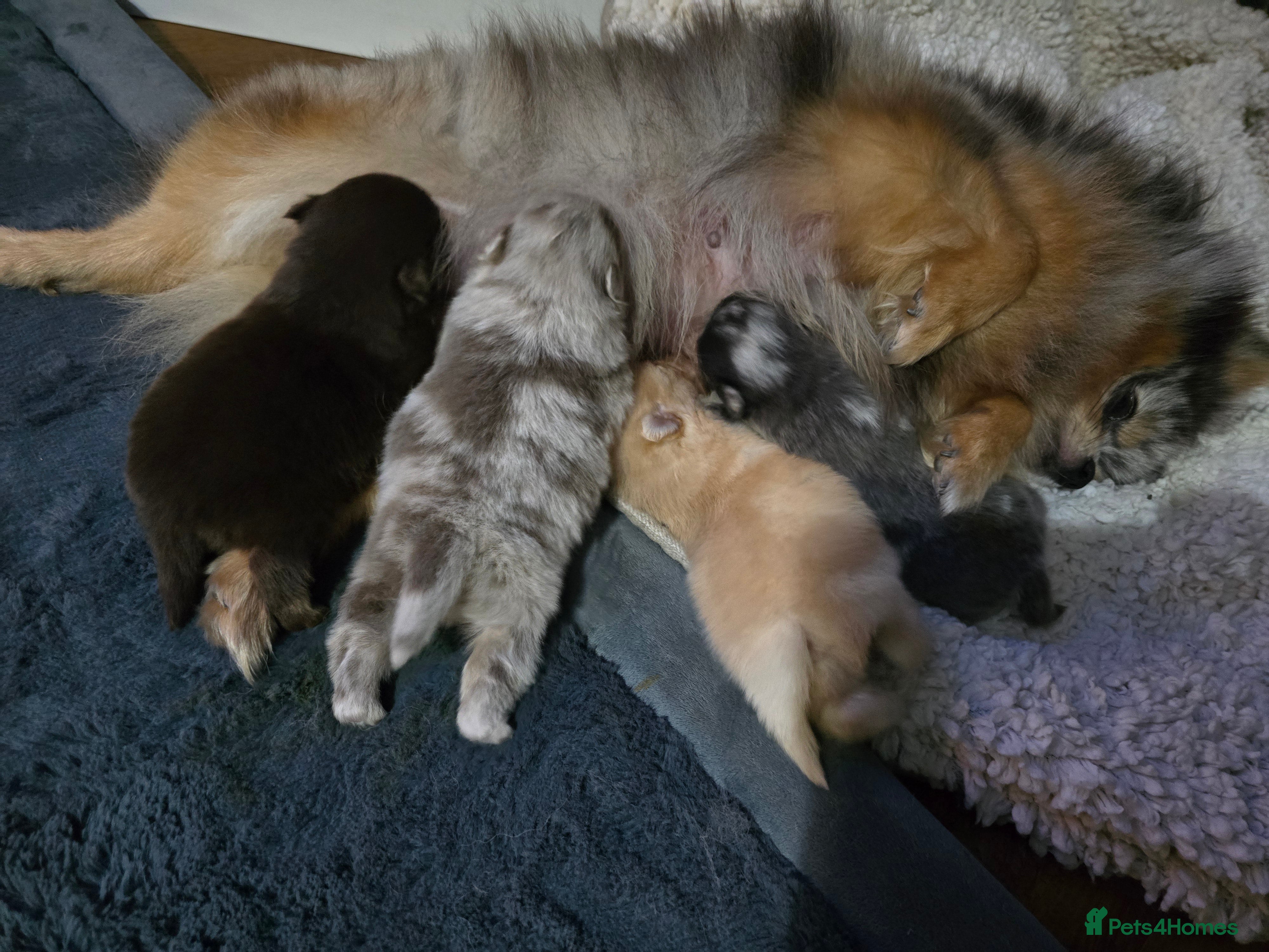 Pomeranian dogs Outstanding babies  in Hartlepool - Advert 10