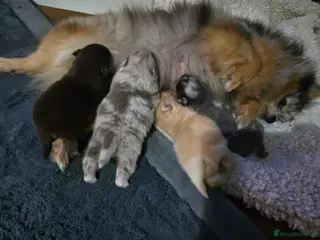Pomeranian dogs Outstanding babies available - Advert 2