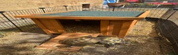 Tortoise reptiles for sale: Horsefield Tortoises - Advert 3