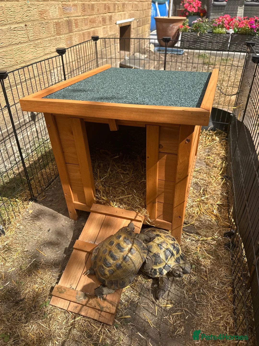 Tortoise reptiles for sale: Horsefield Tortoises - Advert 3