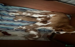 Cavalier King Charles Spaniel dogs for sale: Cavalier King Charles puppies  - Image 3