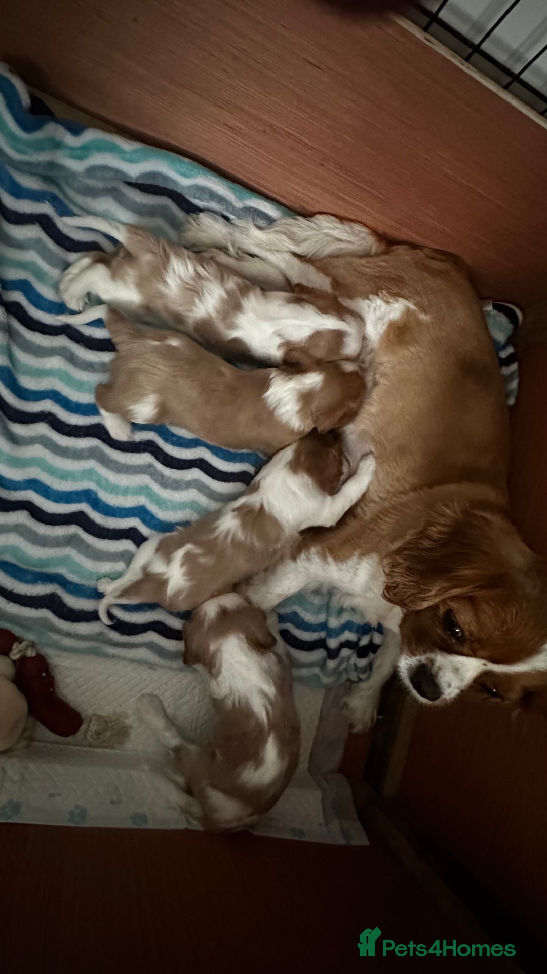 Cavalier King Charles Spaniel dogs for sale: Cavalier King Charles puppies  - Image 3