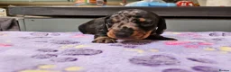 Miniature Dachshund dogs for sale: Stunning KC registered minature Dachshund - Advert 15