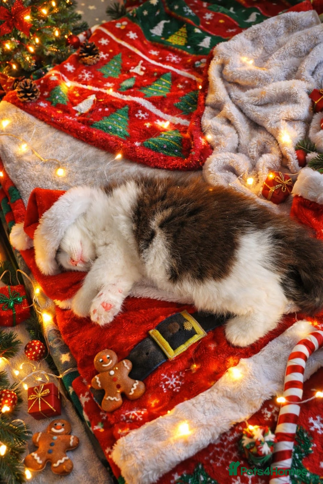 Maine Coon cats for sale: maine coon cross kitten available to reserve - Advert 3