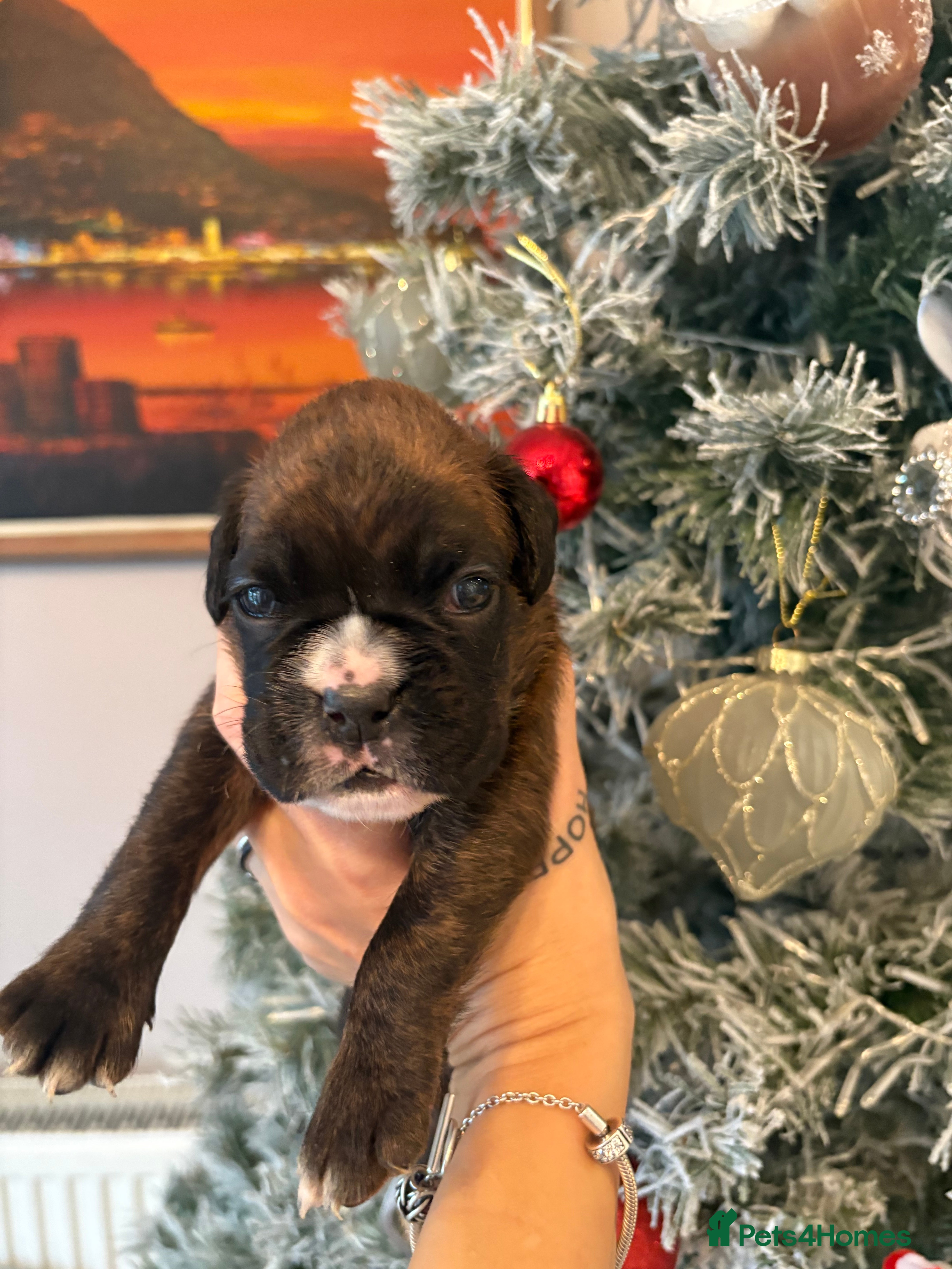 Boxer dogs KC registered boxer puppies  - Advert 13