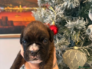 Boxer dogs KC registered boxer puppies - Advert 13