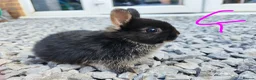 Netherland Dwarf rabbits for sale: Netherland dwarfs - Advert 16