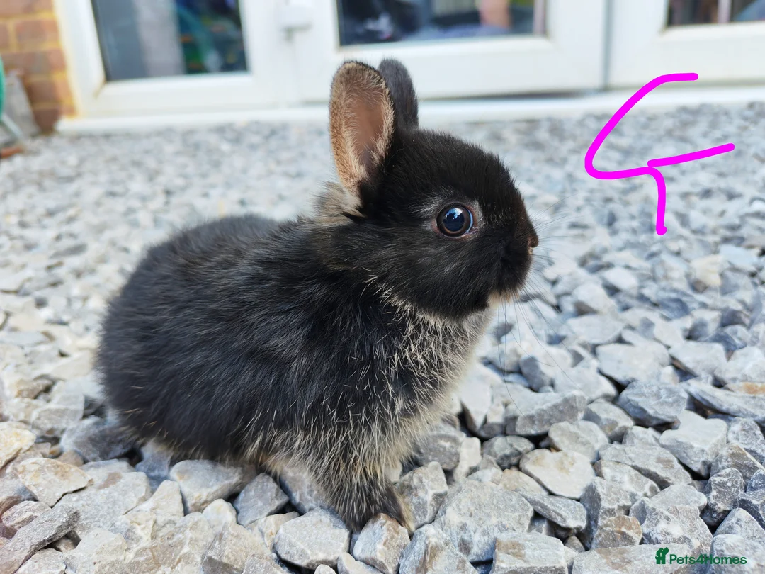 Netherland Dwarf rabbits for sale: Netherland dwarfs - Advert 16
